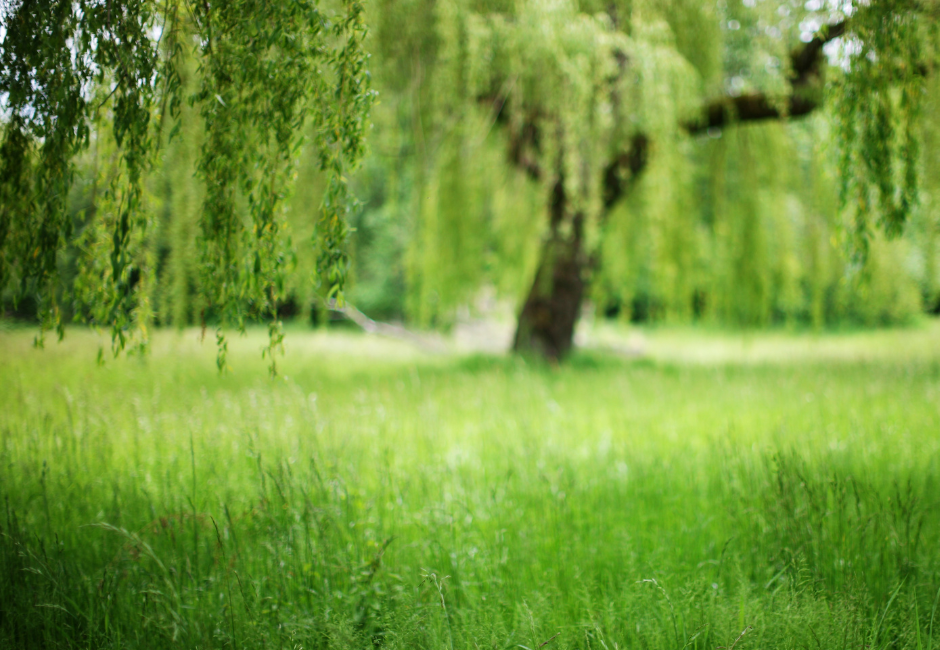 English Willow Growing
