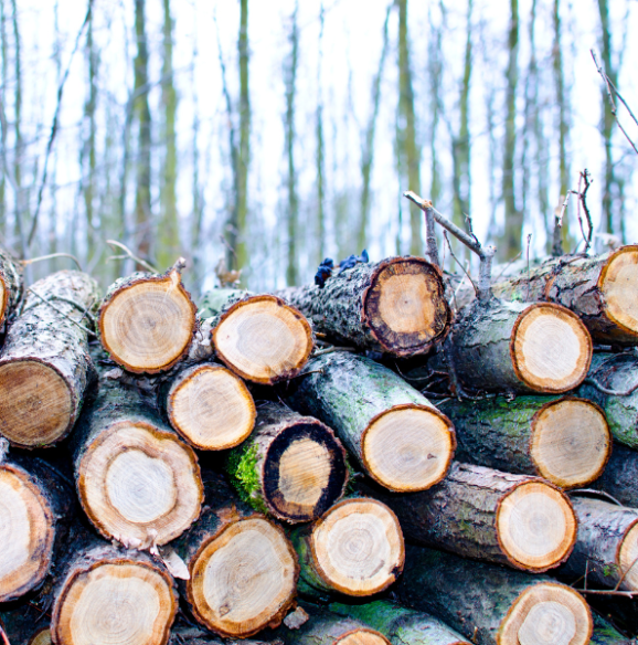 Premium Willow Premium Willow