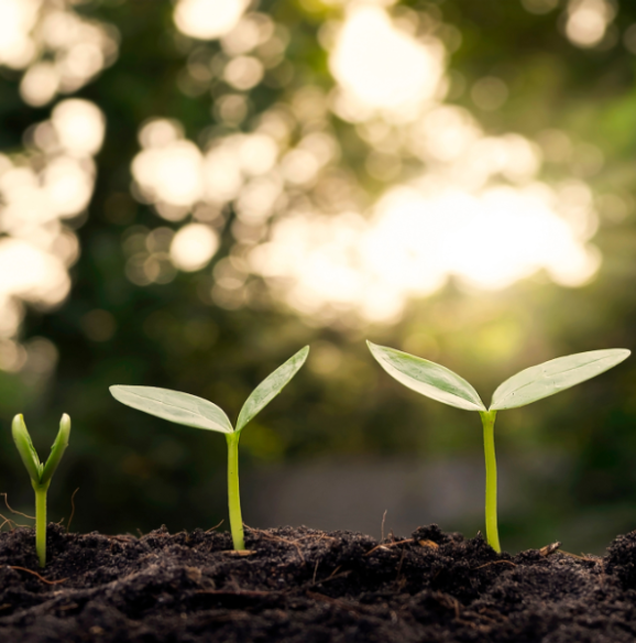 Sustainable Growth Sustainable Growth