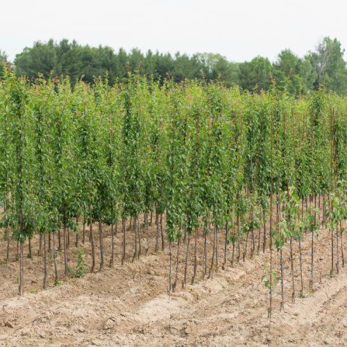 Tree Cultivation